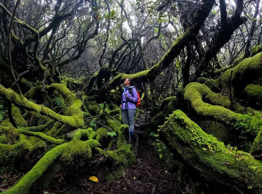 Peralatan Survival di Hutan: 7 Barang Wajib Bawa untuk Petualangan